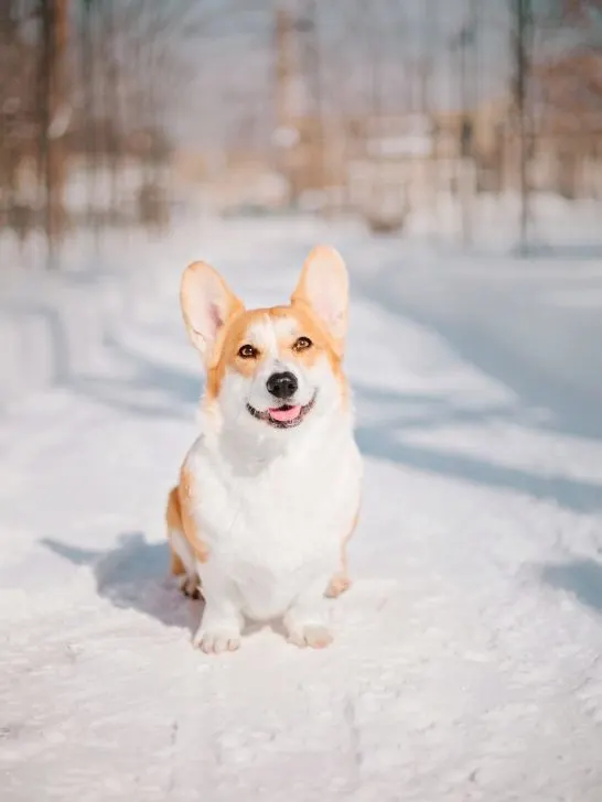 protect dog paws against snow, ice and salt