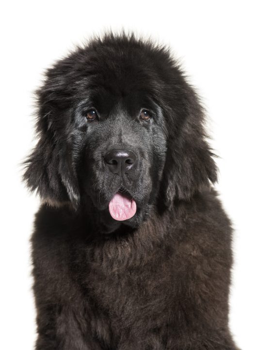 9 month black newfoundland puppy