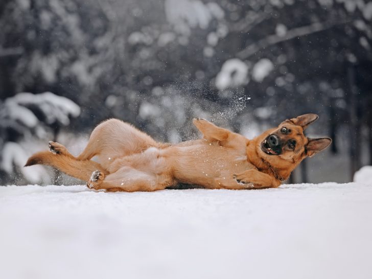 German shepherd dog lies in the winter forest