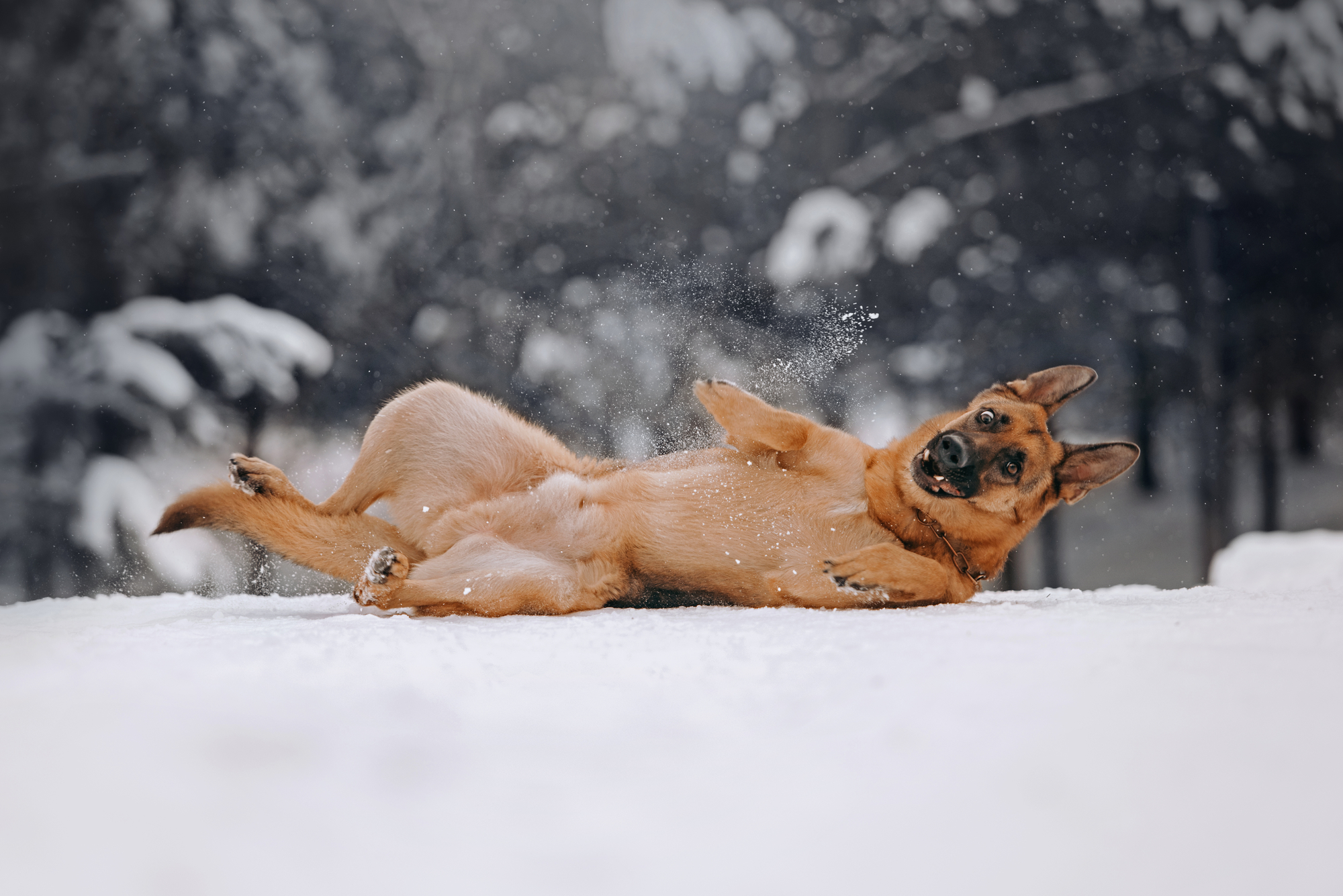 German shepherd dog lies in the winter forest