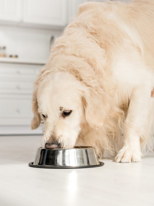 if a dog eats to fast it can lead to vomiting, gagging, choking and even dog bloat