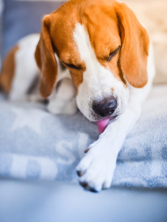 dog licking hot spot on leg