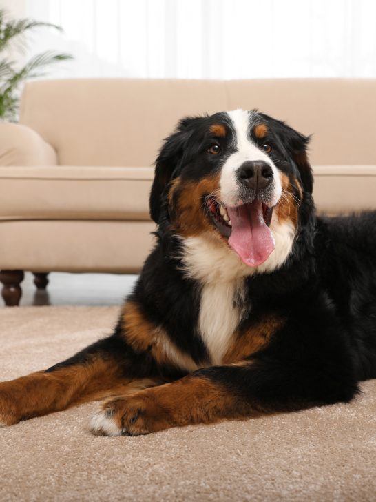 Bernese mountain dog lying on carpet in living room