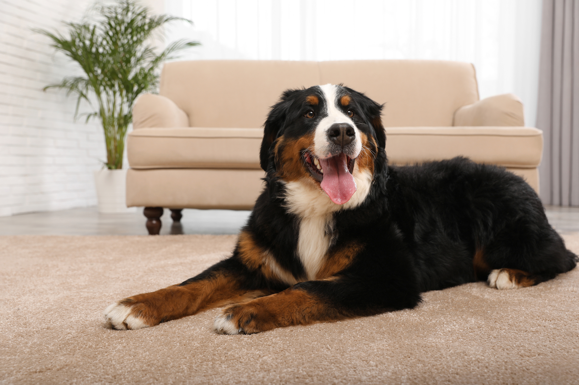 Bernese mountain dog lying on carpet in living room