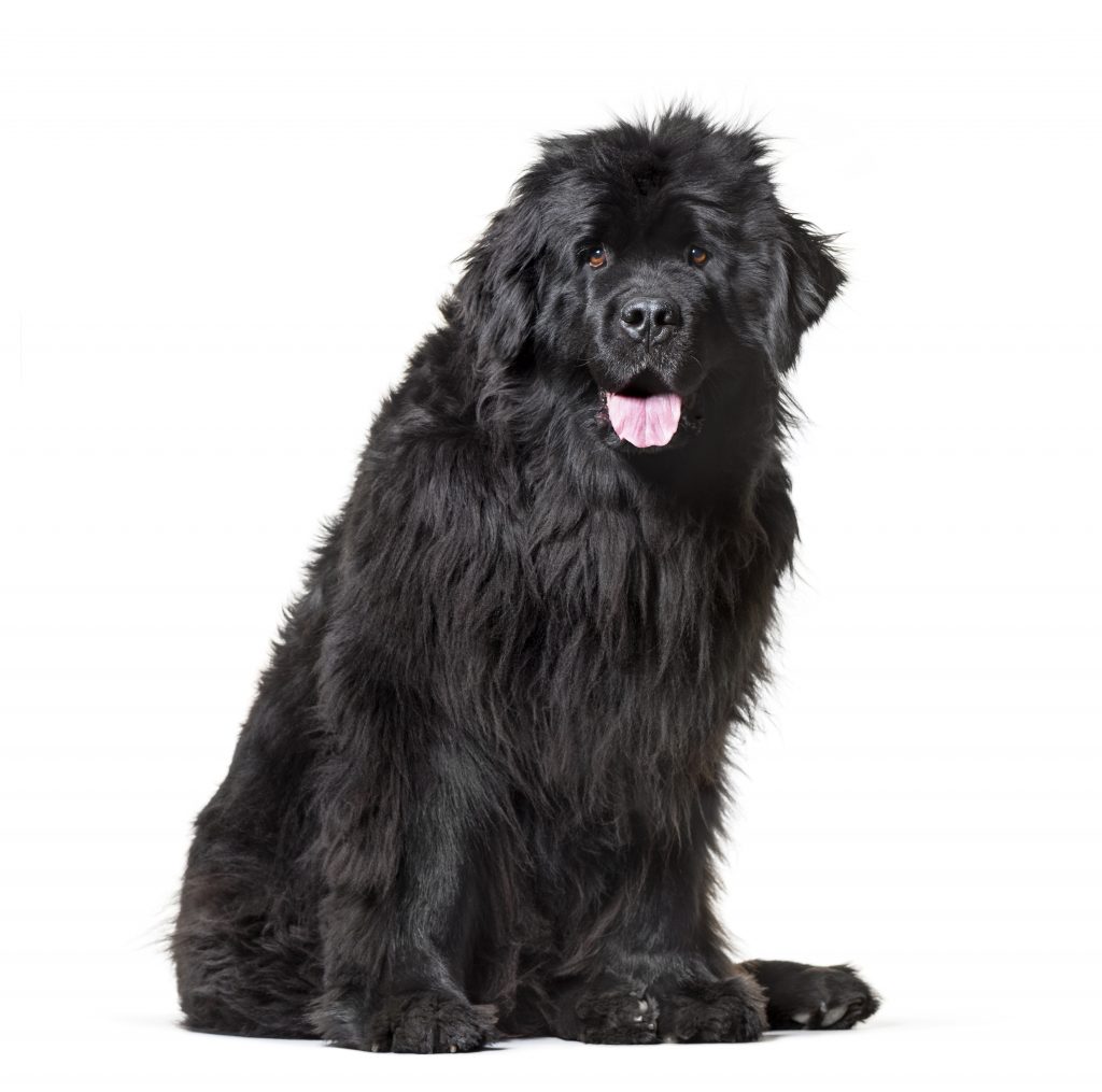 do newfoundland dogs smell