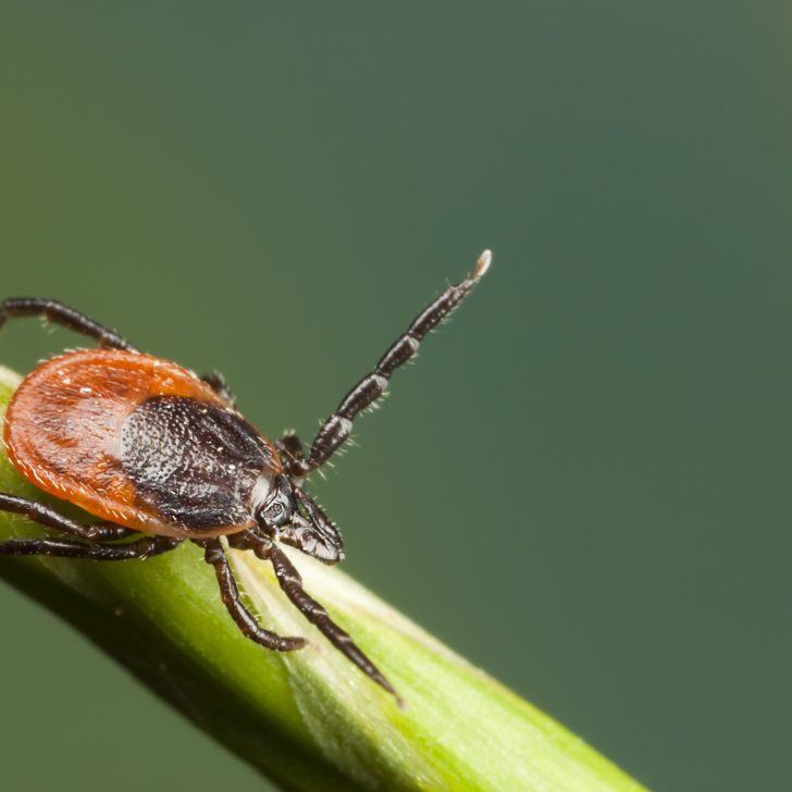 Tick on a plant straw