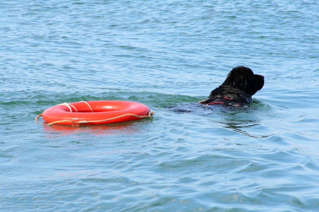 newfoundland dog swimming