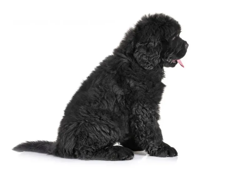 purebred black newfoundland puppy sitting