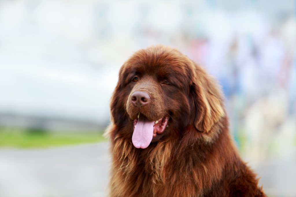 brown newfoundland dog sitting