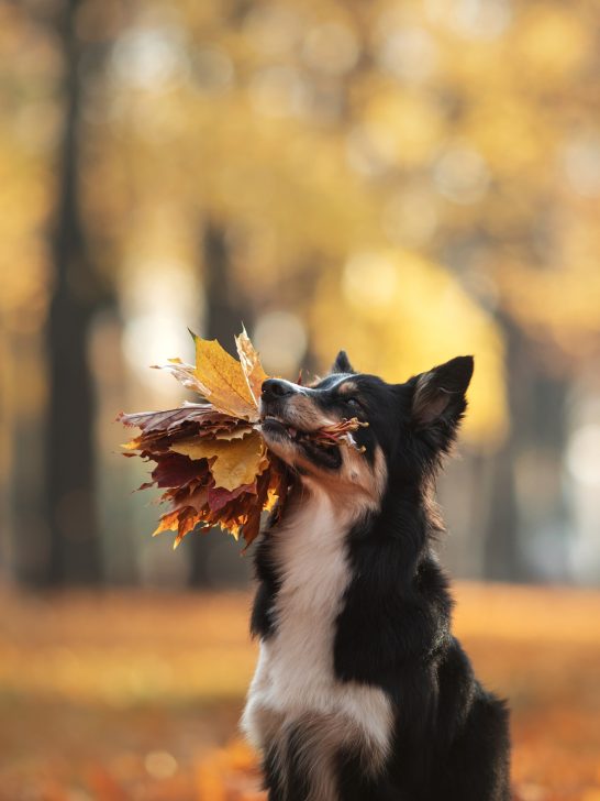 dog holding a bunch of leaves in mouth