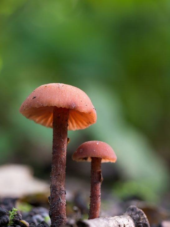 red mushroom growing in a dog owner's backyard