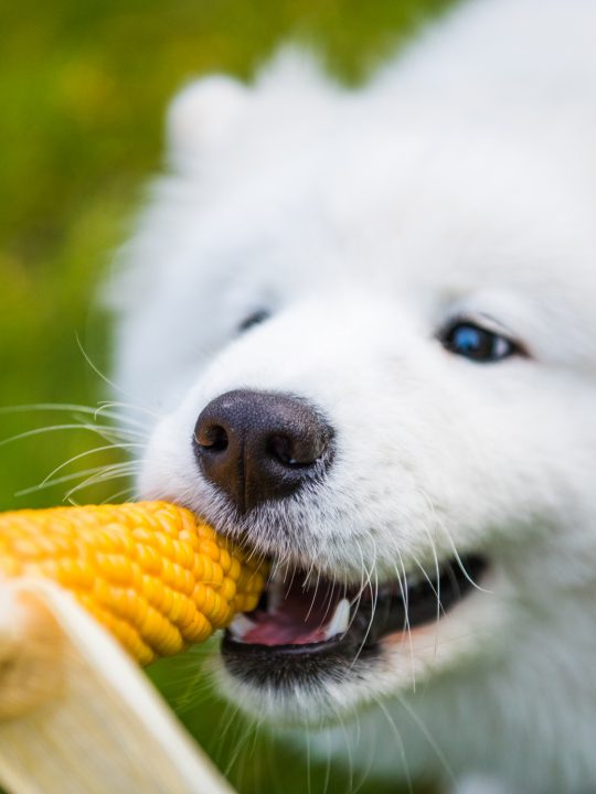 corns cobs are dangerous for dogs