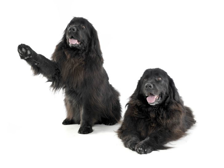 2 black Newfoundlands next to each other