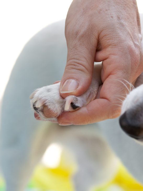 how long does a dog's nail bleed for?