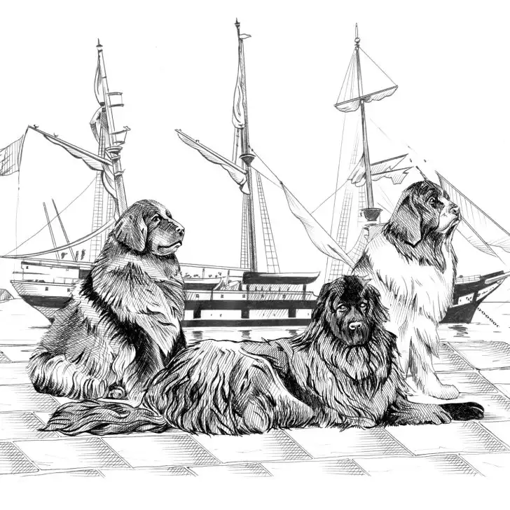 History of the Newfoundland dog breed