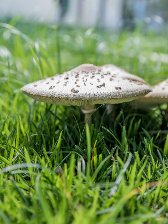 Backyard Mushrooms That Can Be Poisonous To Dogs