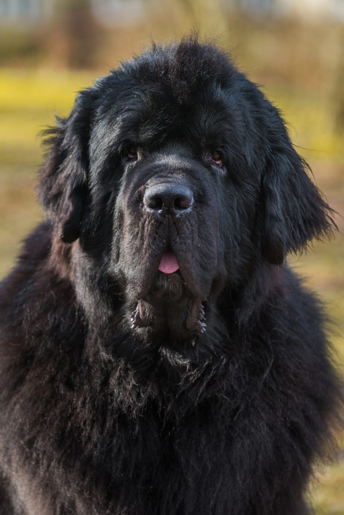 black newfoundland dog