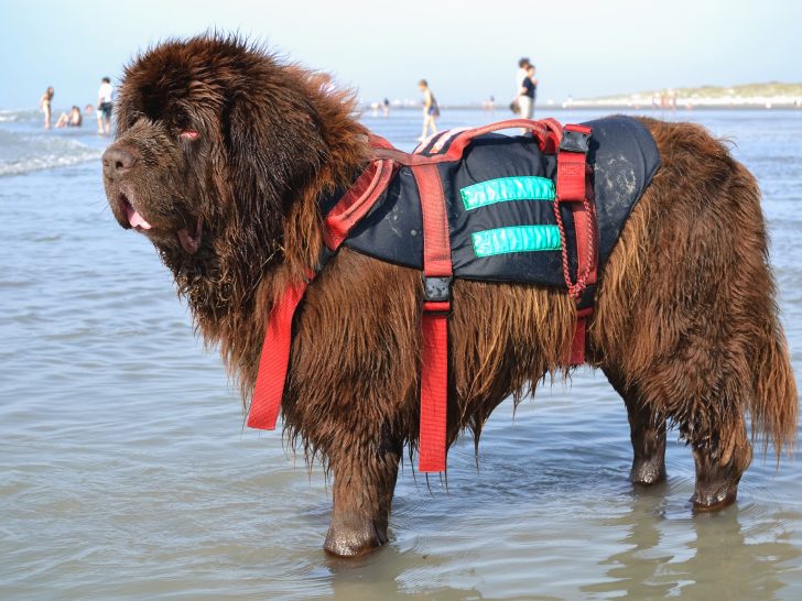 newfoundland dog breed size