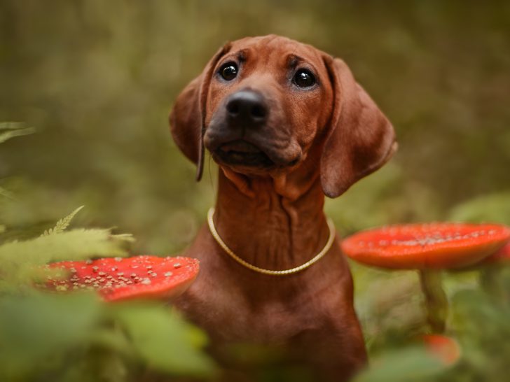 Cute puppy dog sitting among toxic red Amanita mushrooms in forest