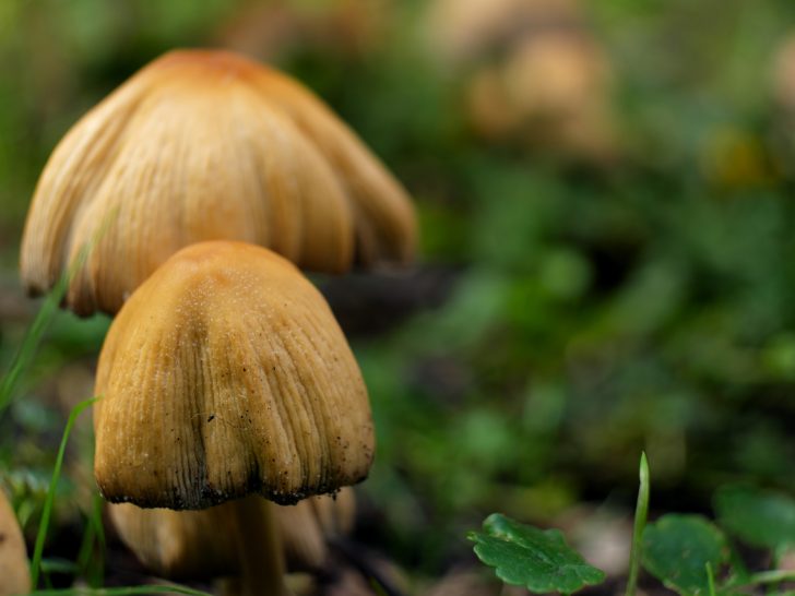 little brown mushroom growing in yard