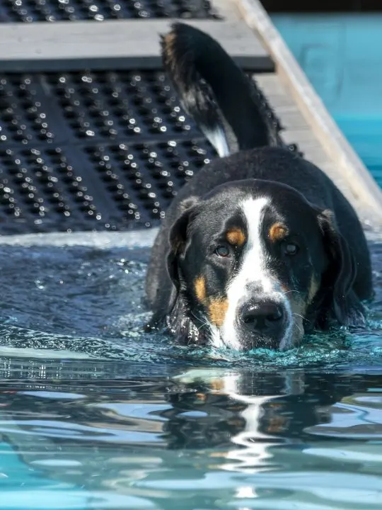 best dog ramps and dog steps for cars and trucks