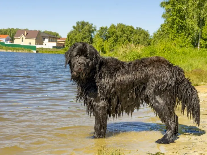 dogs that are in the working group