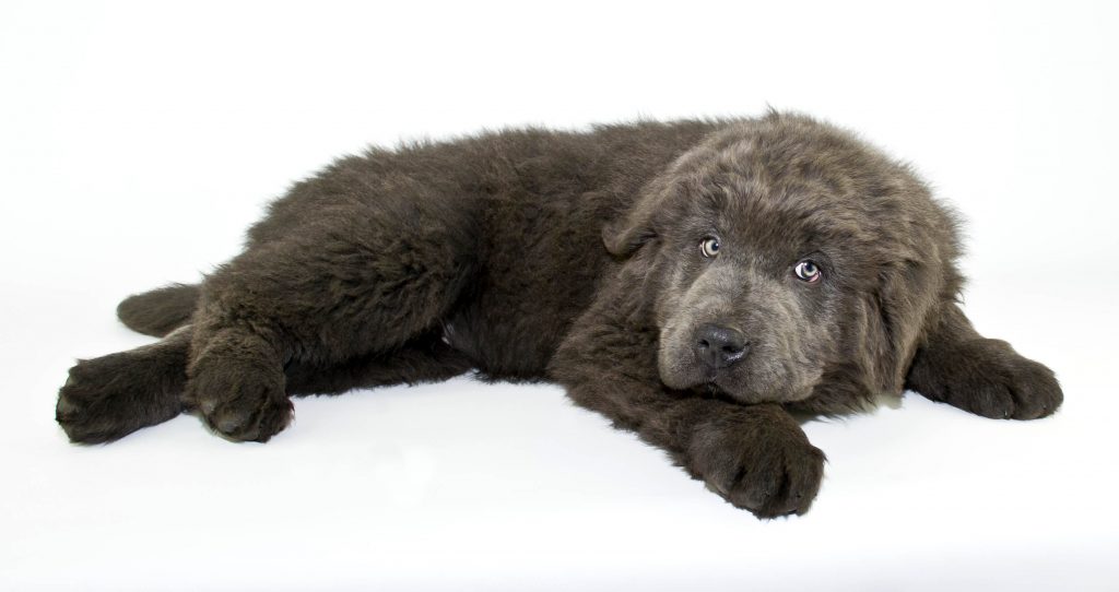 grey newfoundland dog puppy