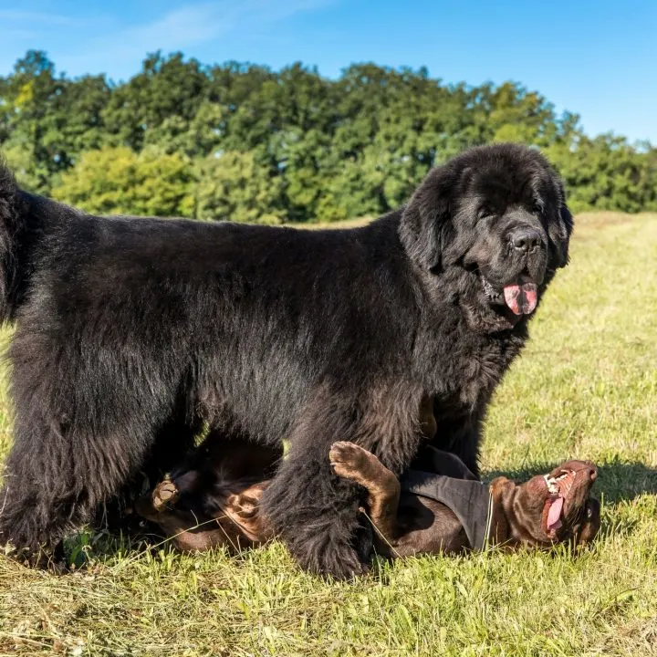 adolescent newfie puppy