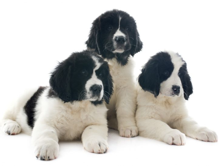 purebred newfoundland puppies sitting in a group