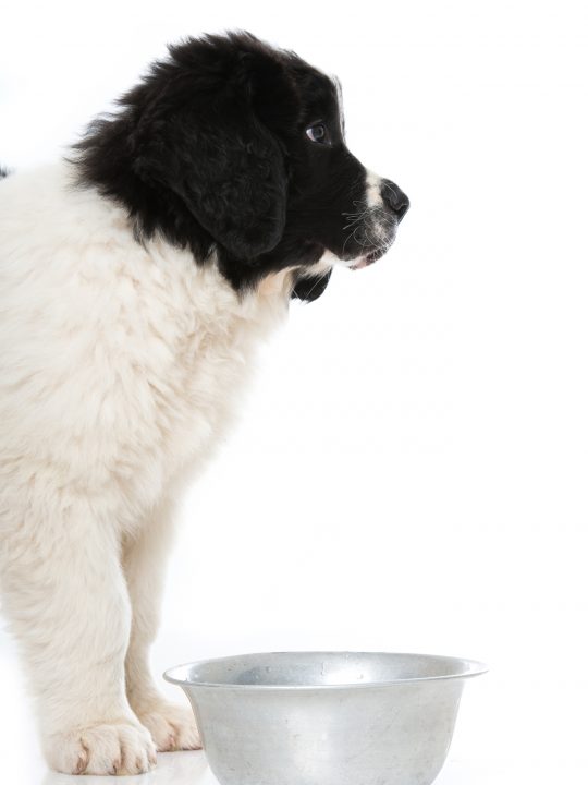 dog drinking cold water