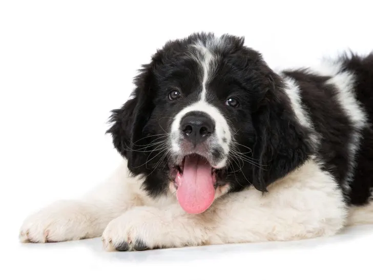 10 week old landseer newfoundland puppy