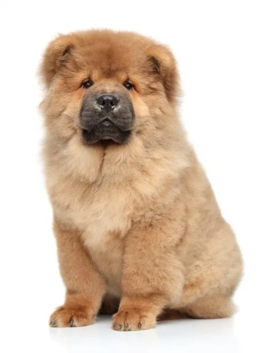 chow chow