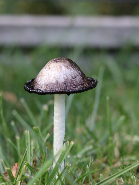 Backyard Mushrooms That Can Be Poisonous To Dogs