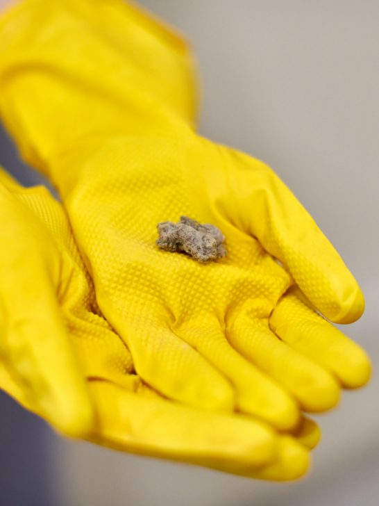 how to use rubber gloves to remove dog hair from carpet