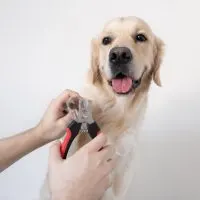 dog nail trim at home