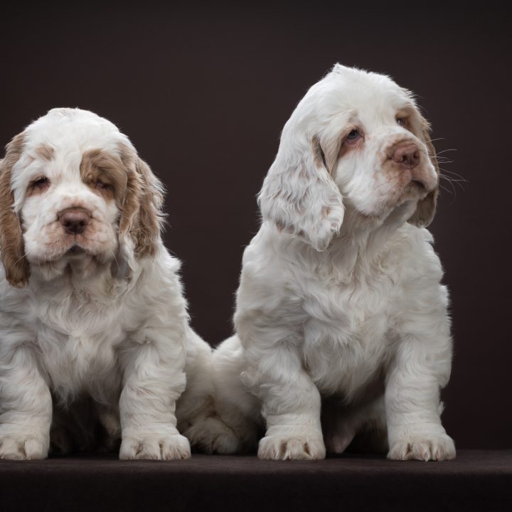 clumber spaniel 