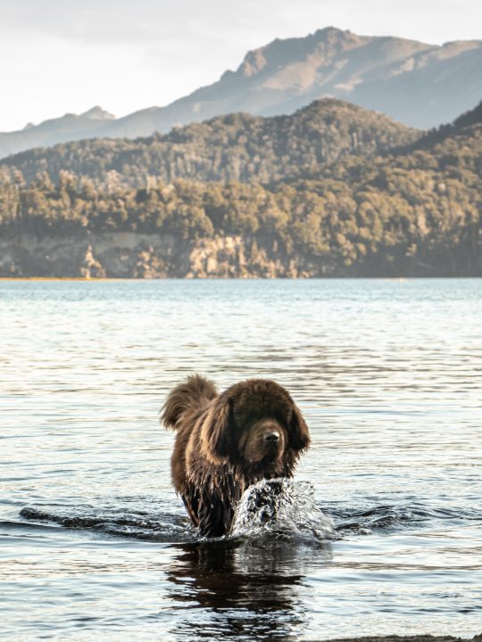 Brown Newfoundland dog inside Lake Nahuel Huapi