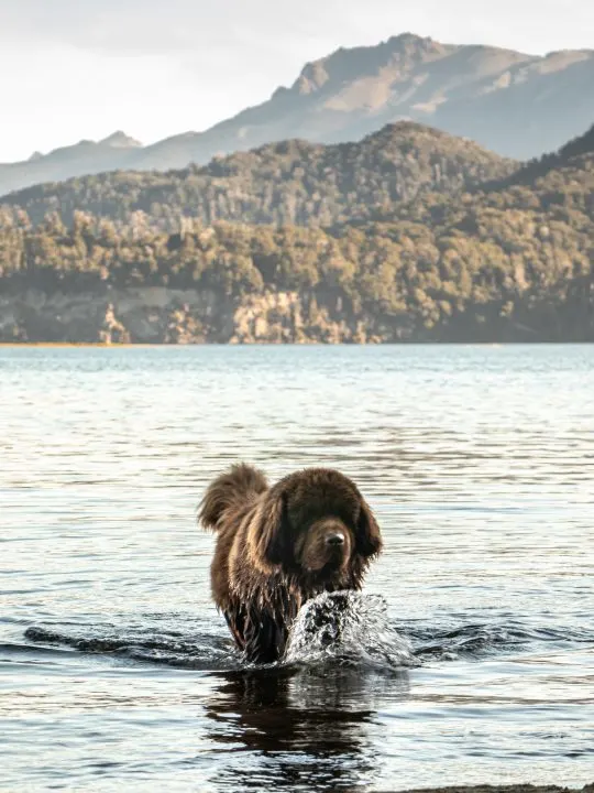 Brown Newfoundland dog inside Lake Nahuel Huapi