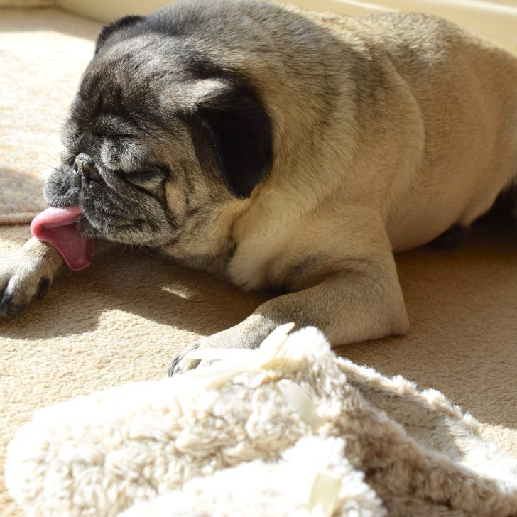 small dog licking hot spot on leg