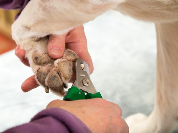 dog nail trimming