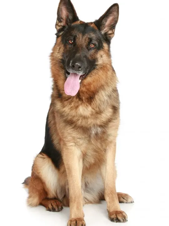 do German Shepherds shed