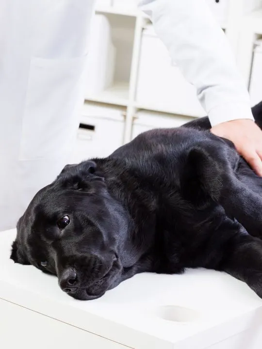 person checking dog's breathing