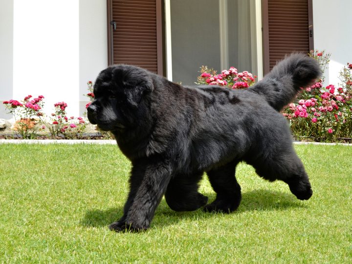 newfoundland dog lifespan