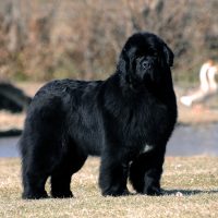 Black purebred Newfoundland dog standing