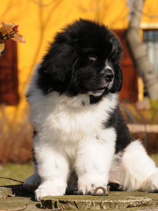 how long do newfoundland dogs live