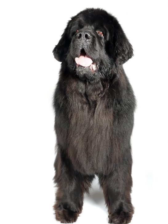 newfoundland dog with heart problems