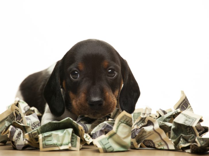 how much does it cost to breed a family dog