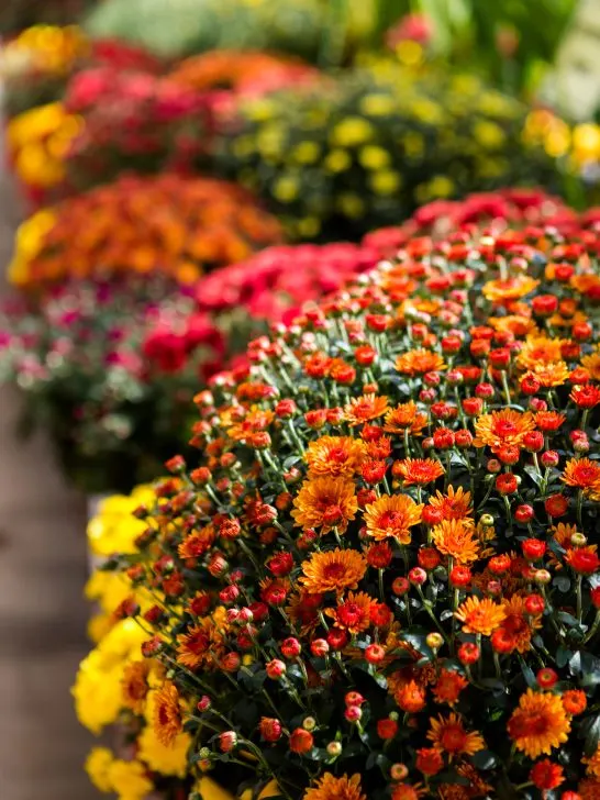 Flowering mums in large quantaties in the garden