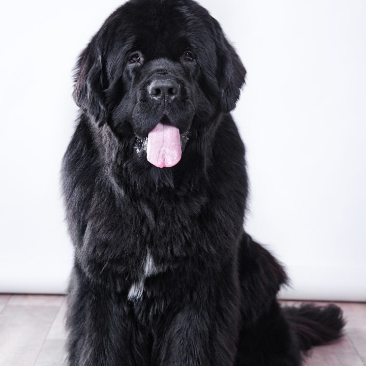 black newfoundland dog sitting