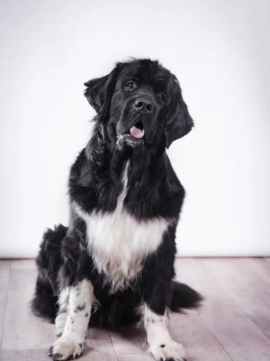 how to find a newfoundland dog breeder